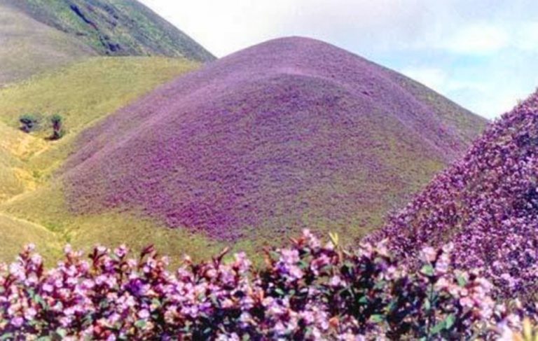 Rare Neelakurinji Bloom