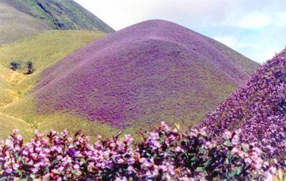 Rare Neelakurinji Bloom