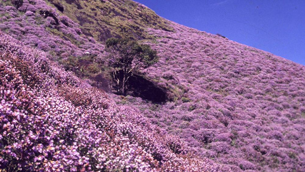 Neelakurinj bloom