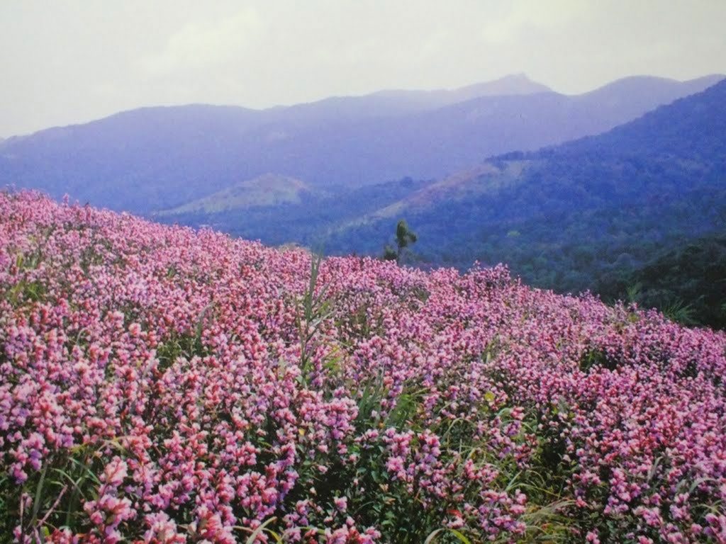 Neelakurinji