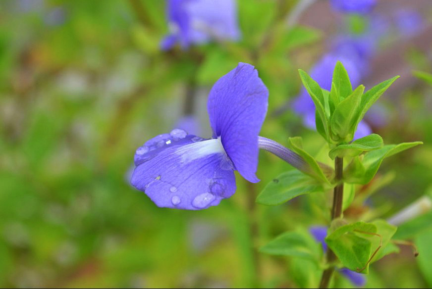 Neelakurinji