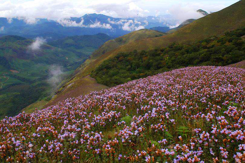 Neelakurinji