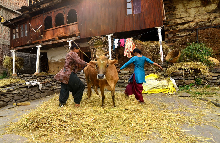 Village-women-use-their-household-cow-for-threshing