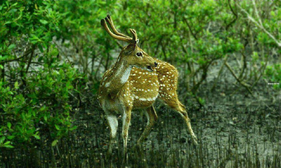 deer-sundarbans