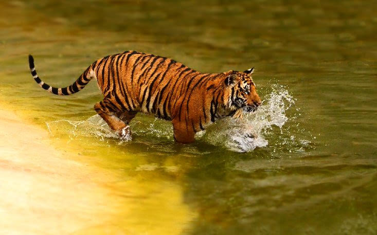 royal-bengal-tiger-sundarbans
