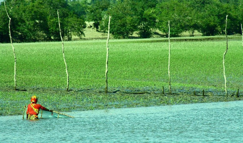 woman-fishing-sundarbans